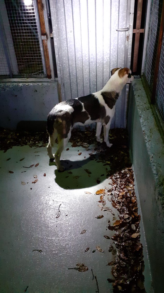 Se ha trasladado a la #PerreraMunicipal. Rogamos difusión para poder encontrar a sus dueños 🙏