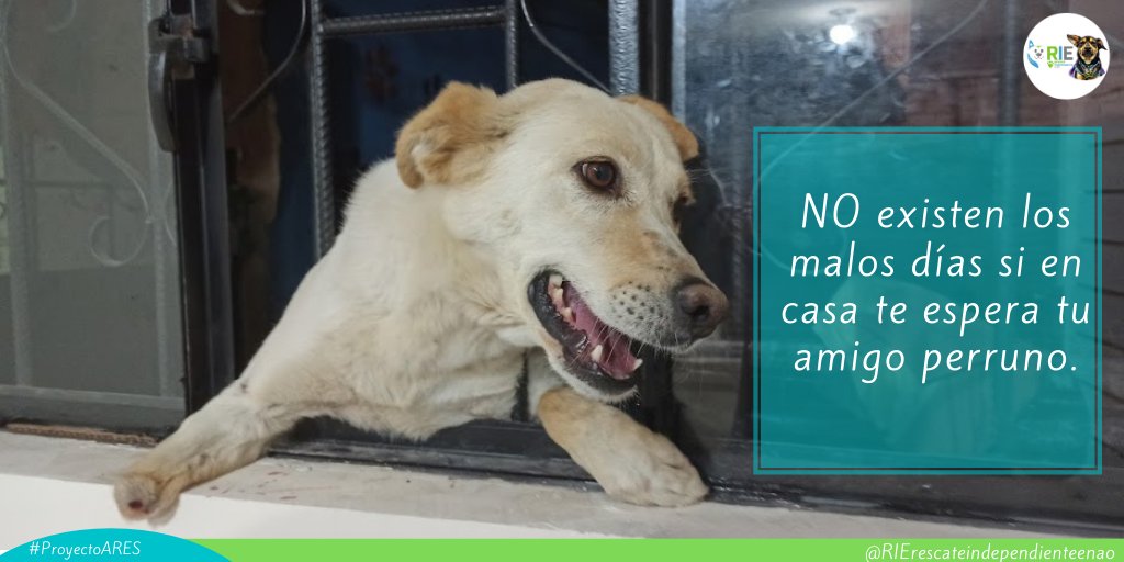 RIErescateindep's tweet photo. Si tenemos un día cansado y estresante la felicidad la encontramos en casa cuando llegamos y tenemos a nuestros peluditos esperándonos

#PROYECTO_ARES 
#ManadaRIE 
#amor 
#patitas
#mascota
#Quito
#Ecuador
#SiguemeYTeSigo https://t.co/Wnke8hFPz1