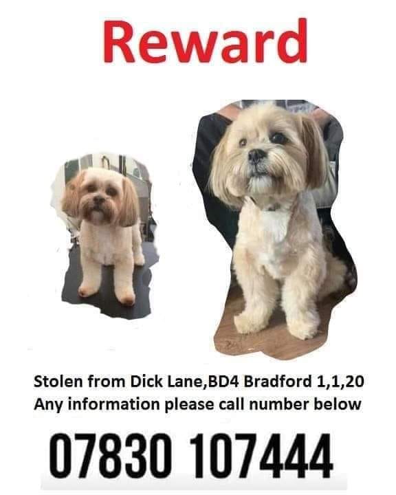 The_Animal_Team's tweet photo. #Missing 1/1/20 #Snoopy #stolen from #DickLane #Bradford #BD4 area. ❌REWARD FOR SAFE RETURN❌Contact details on poster. ##StolenDog #MissingDog #Shihtzu #dogs #dogsoftwitter #LostDog https://t.co/IRwWu2yKou