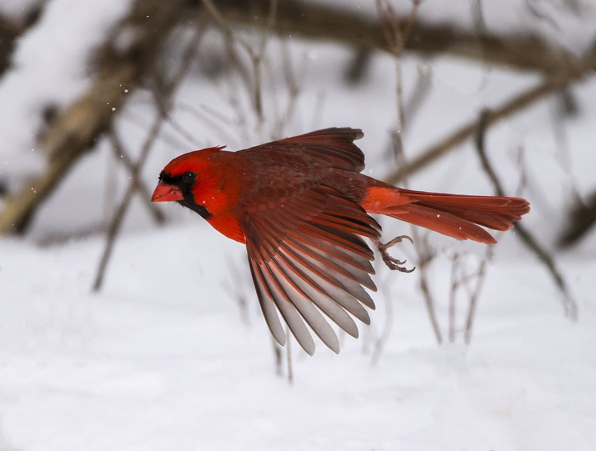 Out flying through the snow in Mendon Ponds Park Mendon, NY <a href="/StormHour/">#StormHour</a> <a href="/john_kucko/">John Kucko</a> <a href="/WHEC_SPensgen/">Stacey Pensgen</a> <a href="/News_8/">News 8 WROC</a> <a href="/13WHAM/">13WHAM</a> <a href="/news10nbc/">News10NBC</a>