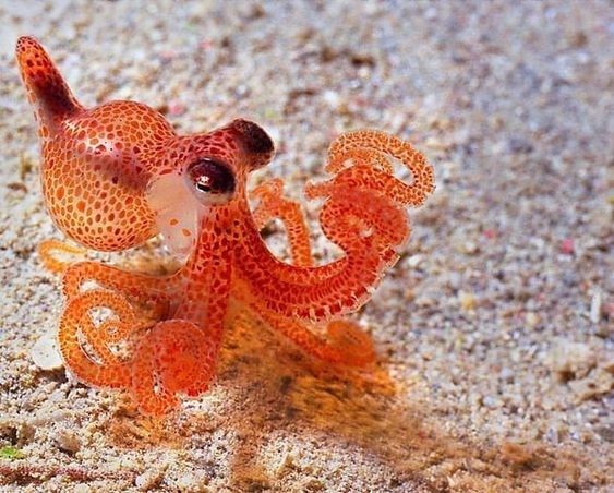 Me and  @squidsy24 created a thread: Michael's characters as animalsMiles is a octopus