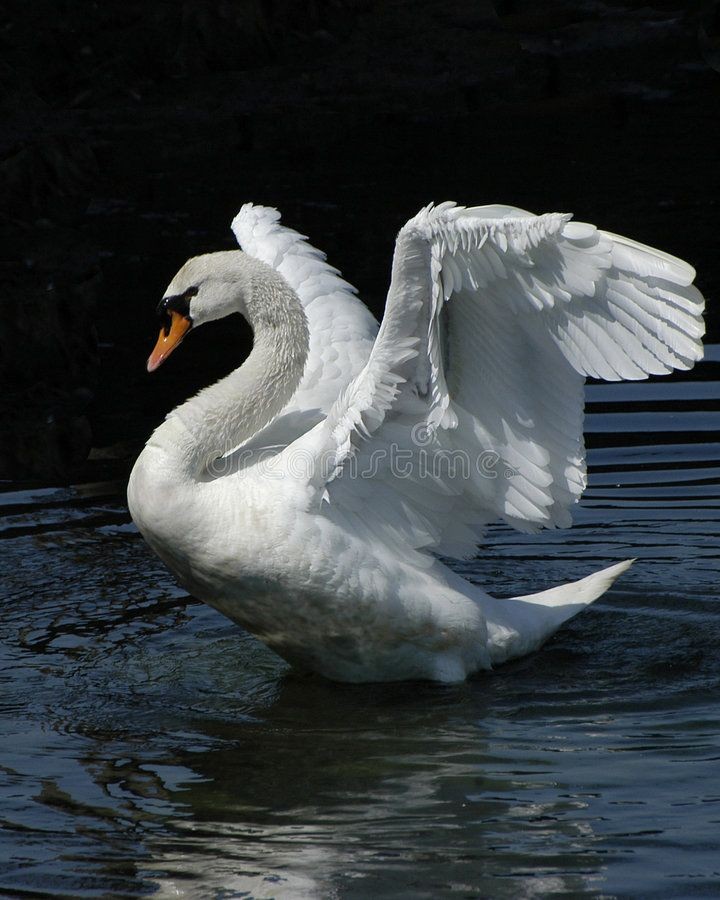 Aziraphale is a swan