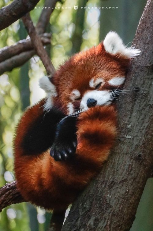 Will is a red panda