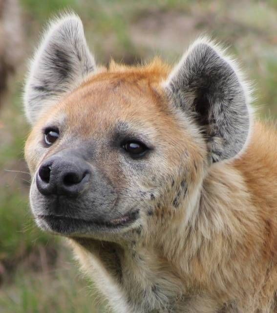 Mudfly is a hyena