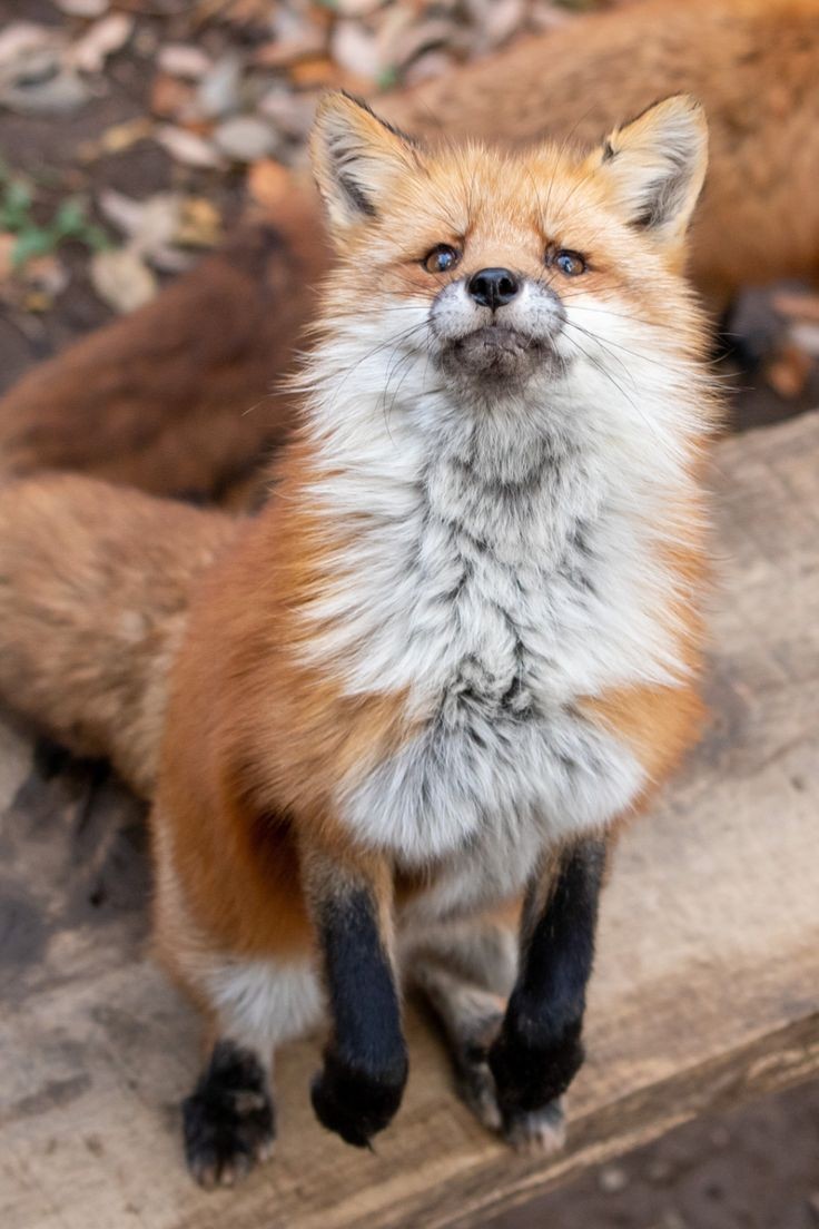 Malcolm is a fox