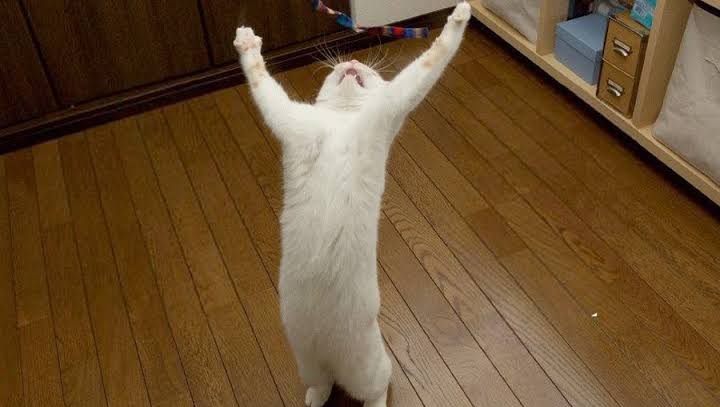 areumdaun_n's tweet image. After 10 reincarnations and you finally became SANHA or MOONBIN cat: