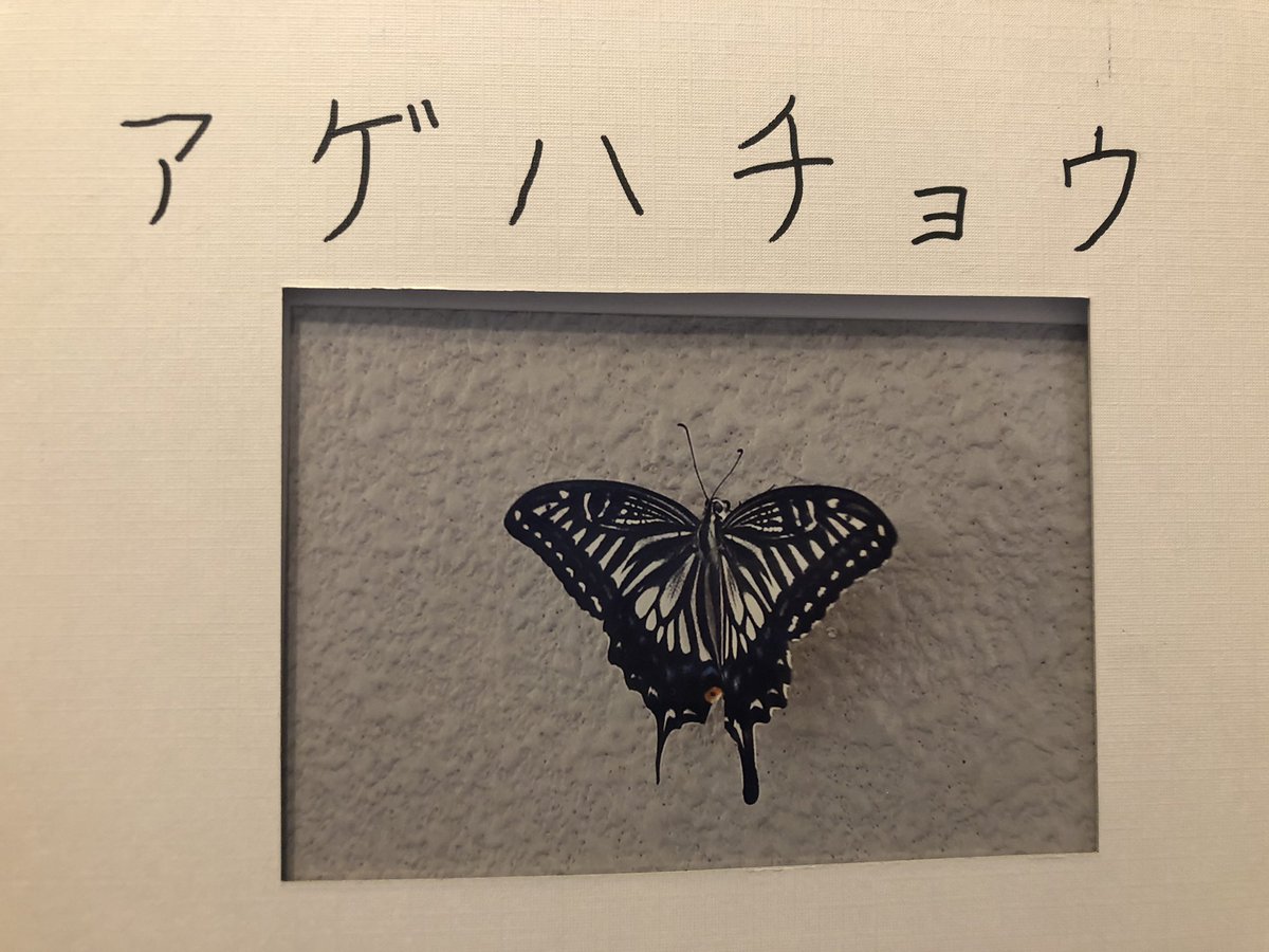 coneco____'s tweet photo. 小3の時に書いたアゲハチョウレポートが出てきた笑
小3にしては上手い(自分で言うな) https://t.co/Npbvy5biWd