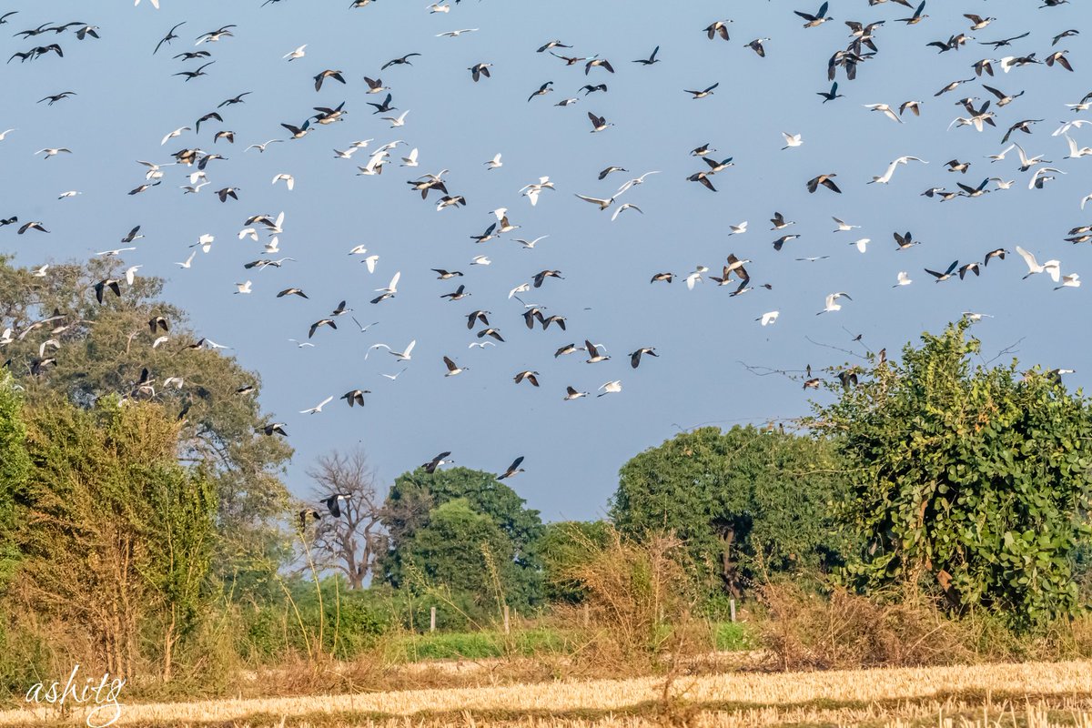 #BirdsInFlocks by #IndiAves 
My favourite memory of 2020
A mixed bag of Geese, Ducks and Egrets filling up the entire sky 
@IndiAves @ThePhotoHour @BirdLife_Asia @Avibase #birdwatching #birdphotography #birding #BBCWildlifePOTD @BirdWatchingMag @NatureIn_Focus @todaysbird