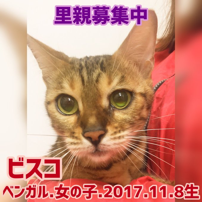 保護猫カフェ鶴橋店のtwitterイラスト検索結果 保護猫カフェ鶴橋店のtwitterイラスト検索結果