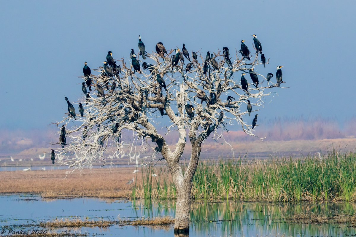 Few more flicks for Weekend #IndiAves theme #BirdsInFlocks

1. Yellow-footed Green Pigeons

2. Common Cranes

3. Greater Flamingoes

4. Greater& Little Cormorants

#Birds #Birding #birdphotography #birdwatching #BirdTwitter