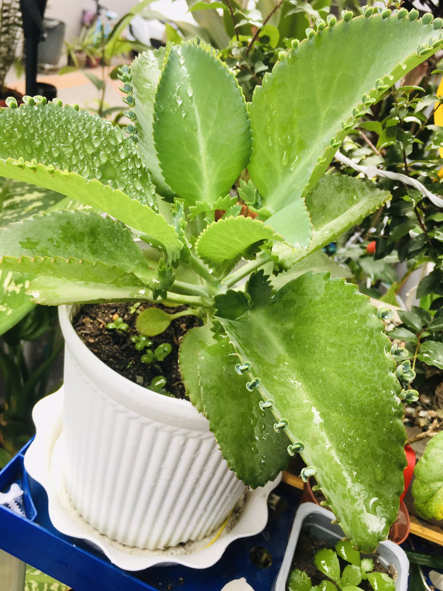 Its_Me_off's tweet photo. #Meet My Favorite #plant yura... she is unstoppable now and keeps #growing .. https://t.co/9zWFyQGcie