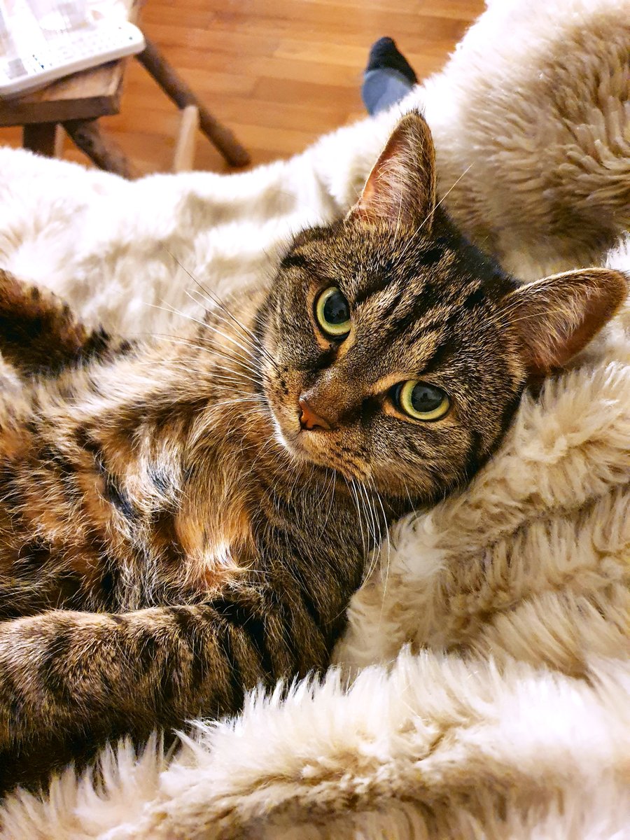 Bonjour Le Chat Bonjourlechat Twitter Bonjour Le Chat Bonjourlechat Twitter