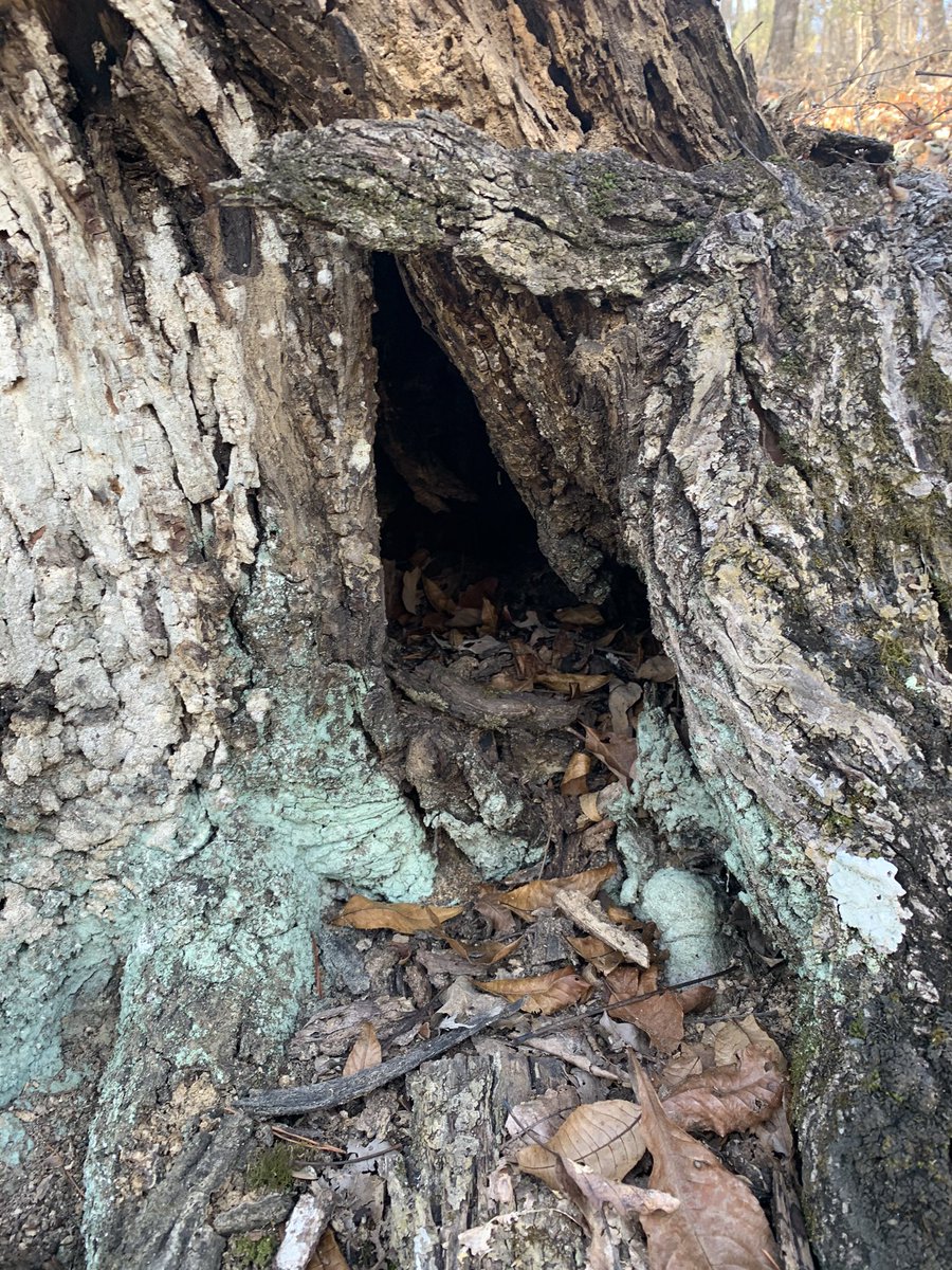 Nice day for a little hike in the woods!