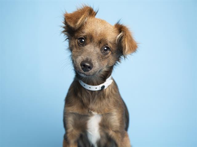 Azcentral On Twitter Meet Arwen A Puppy Looking For A Family And Dog Friends And More Pets Up For Adoption In Phoenix Area Shelters This Week Https T Co Vnfnrrnt7o Https T Co 3r5ejmzrzi