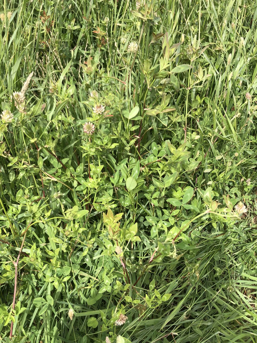 Booming after generous summer rain (242mm since Nov 28) spring sown Advanced AT Phalaris and clover blend. After a dry November start, it is now hitting its straps for a good seed set. @AusWestSPS