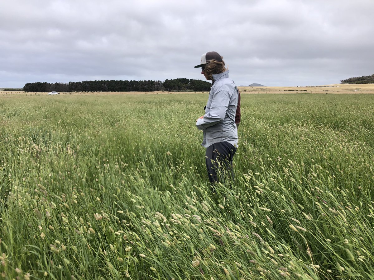 egan_emma's tweet photo. Booming after generous summer rain (242mm since Nov 28) spring sown Advanced AT Phalaris and clover blend. After a dry November start, it is now hitting its straps for a good seed set. @AusWestSPS https://t.co/1JLNqmOeO0
