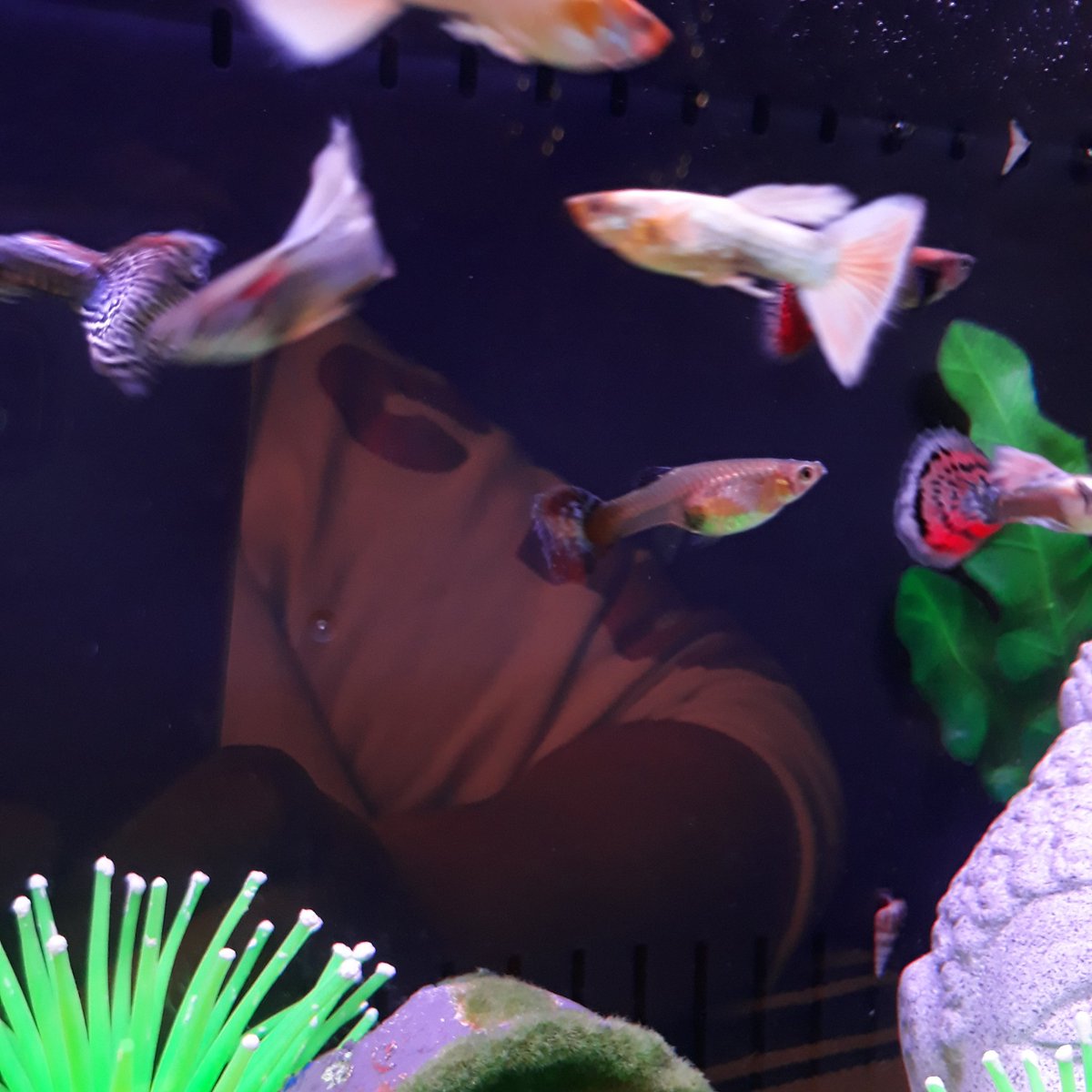 Beverly80450807's tweet photo. Quarantine made me develop a fish obsession and now I buy some guppys for my forest tank🌿 
#guppy #fish #aquarium #tank https://t.co/8if0UfmmSL