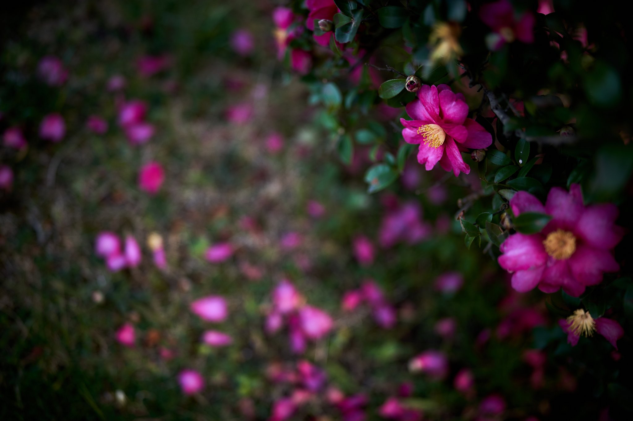 冬椿 Twitter Search Twitter