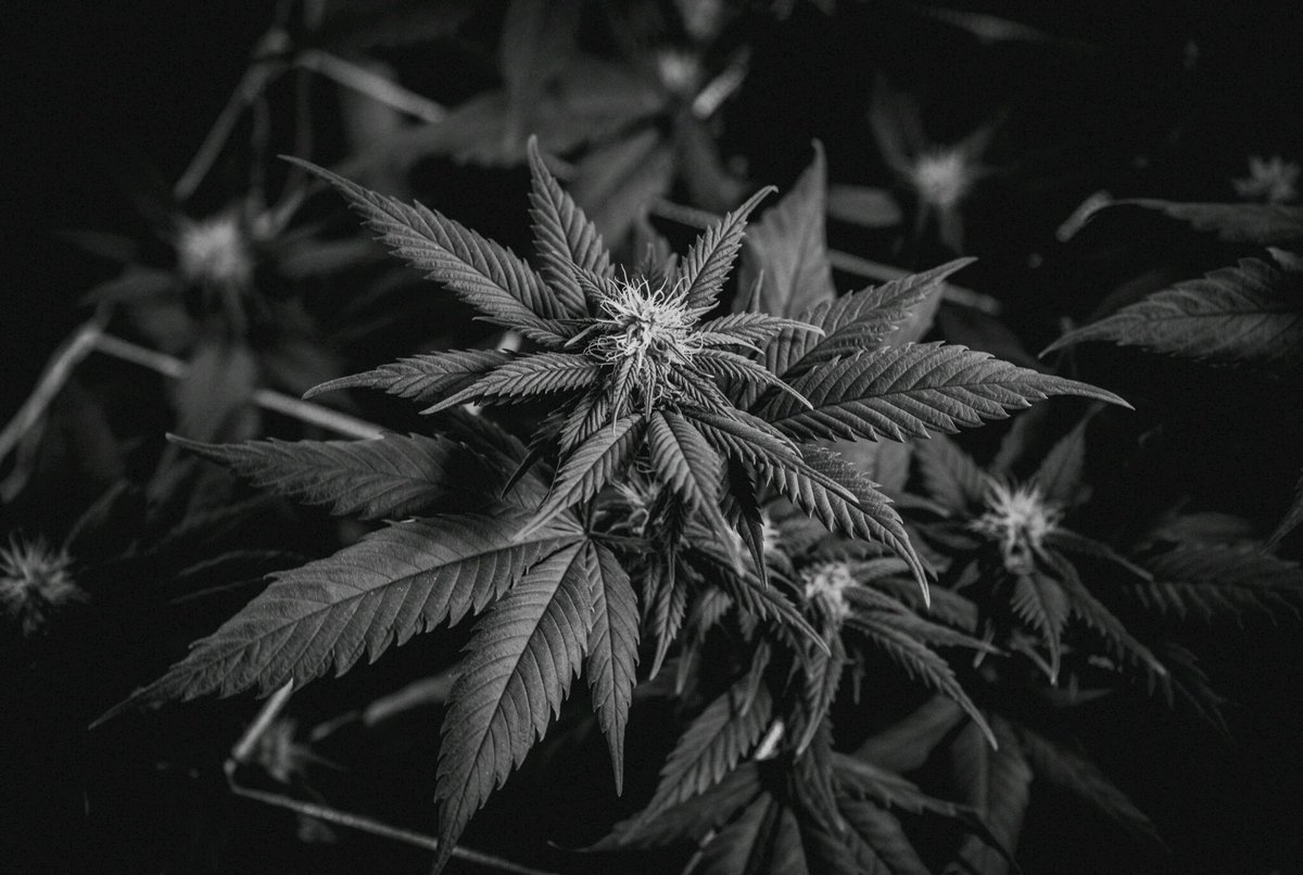 _Vanguard_Media's tweet photo. #HB1019 passed in the House Committee allowing #Washington residents 21+ to #homegrow six plants, and households with multiple adults 15 total plants. Cannabis is legalized in WA (2012), but cultivation is still illegal. https://t.co/8NcpGuf1GM #cannabis #agriculture #BREAKING https://t.co/t8l5tf9Jp4