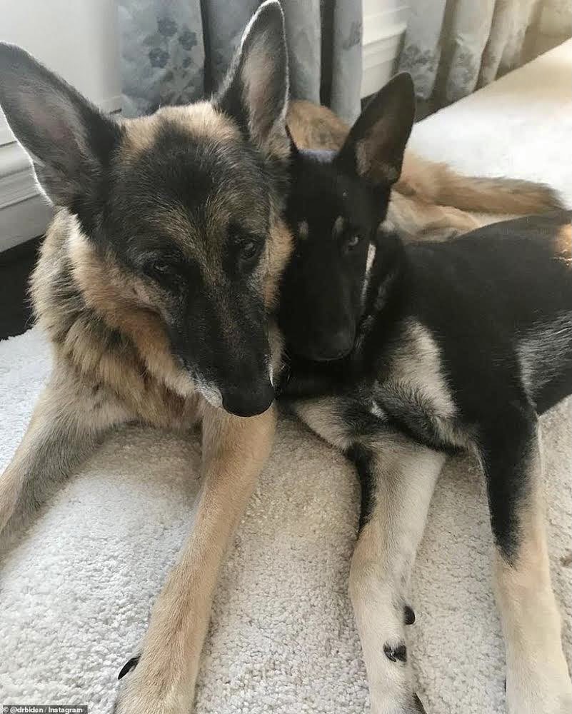 1. All the pets and hoomans too are asking when we’re moving to the  #WhiteHouse. Because there are many logistical details to be worked out, it’s gonna take a couple of days, if not more. Plus, we each have our own security detail now to pawtect us from cosplay terrorists.