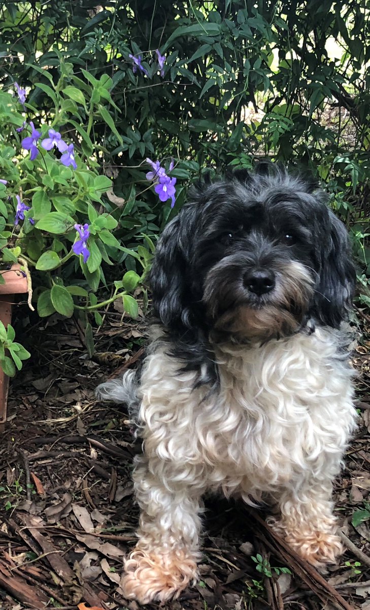 Can a little dog break into the big dog book publishing world? My little dog reckons it is possible. Here is what happened... gottagetpublished.blogspot.com/2021/01/can-li…