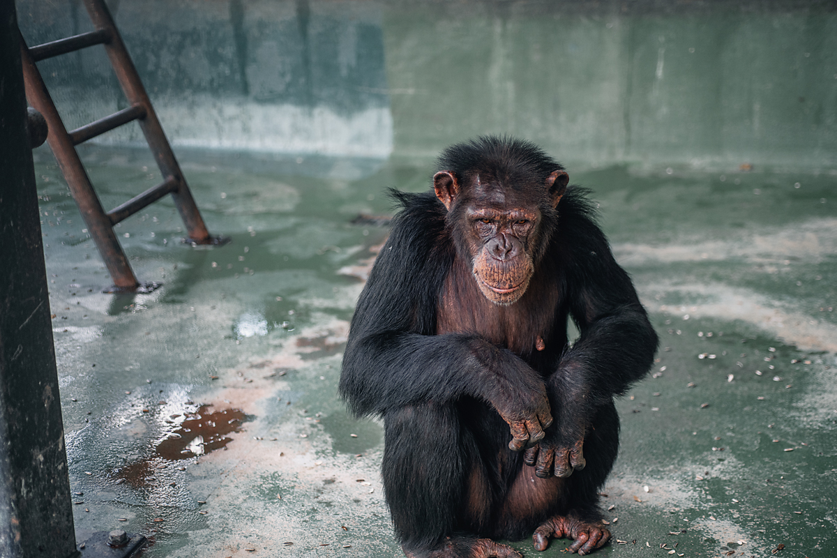 CrystalAlba1's tweet photo. Gertie at Project Chimps has been diagnosed w/cancer after suffering with ignored abscesses for years. She's been at PC for 5 yrs with no health check. Now she has an eggplant-sized tumor in her pelvis. This is not a sanctuary. More: https://t.co/7WatO8sdm5
#ChimpsDeserveBetter https://t.co/hKnOXLVrcu