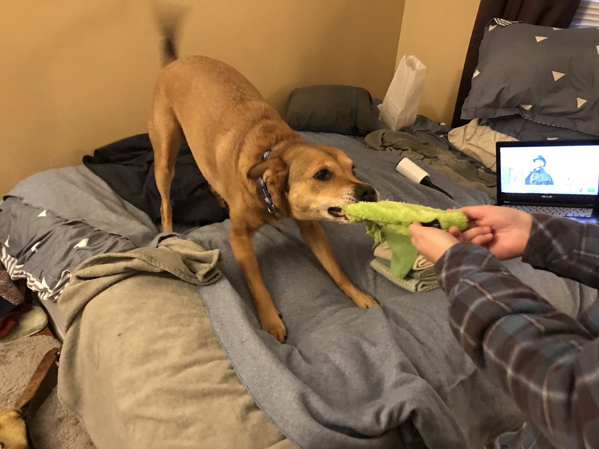 KittenTonks's tweet photo. nobody can argue that friend Scout has not obtained possession over toy. engagement efforts AND dominion &amp; control: check. Professors Gray, Finkelman, and Bernhardt would be proud. probably. 
#PropertyLaw #LawTwitter #LawStudentsOfTwitter #DogsOfTwittter https://t.co/iad50qQnVD