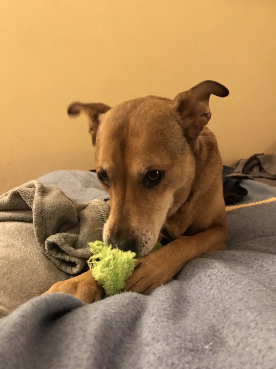 KittenTonks's tweet photo. nobody can argue that friend Scout has not obtained possession over toy. engagement efforts AND dominion &amp; control: check. Professors Gray, Finkelman, and Bernhardt would be proud. probably. 
#PropertyLaw #LawTwitter #LawStudentsOfTwitter #DogsOfTwittter https://t.co/iad50qQnVD