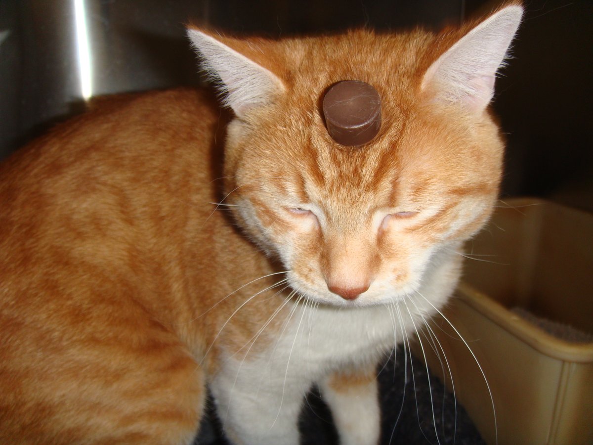 PETAUK's tweet photo. RETWEET if you know that cats don’t deserve to be experimented on. 

https://t.co/gtNxB3gavh