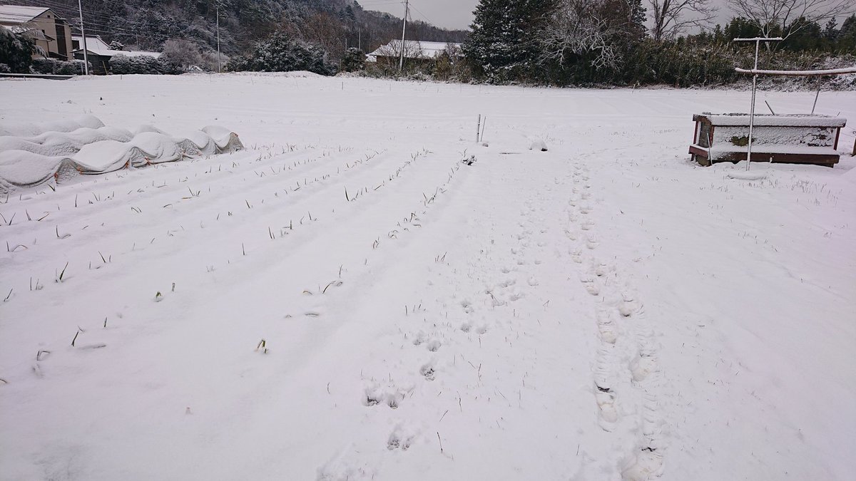 Answerblue 大子日和 初夏かな 雪 茨城県 大子町 雪遊びだ そりやで 笑笑 大子町山間部は別格なので