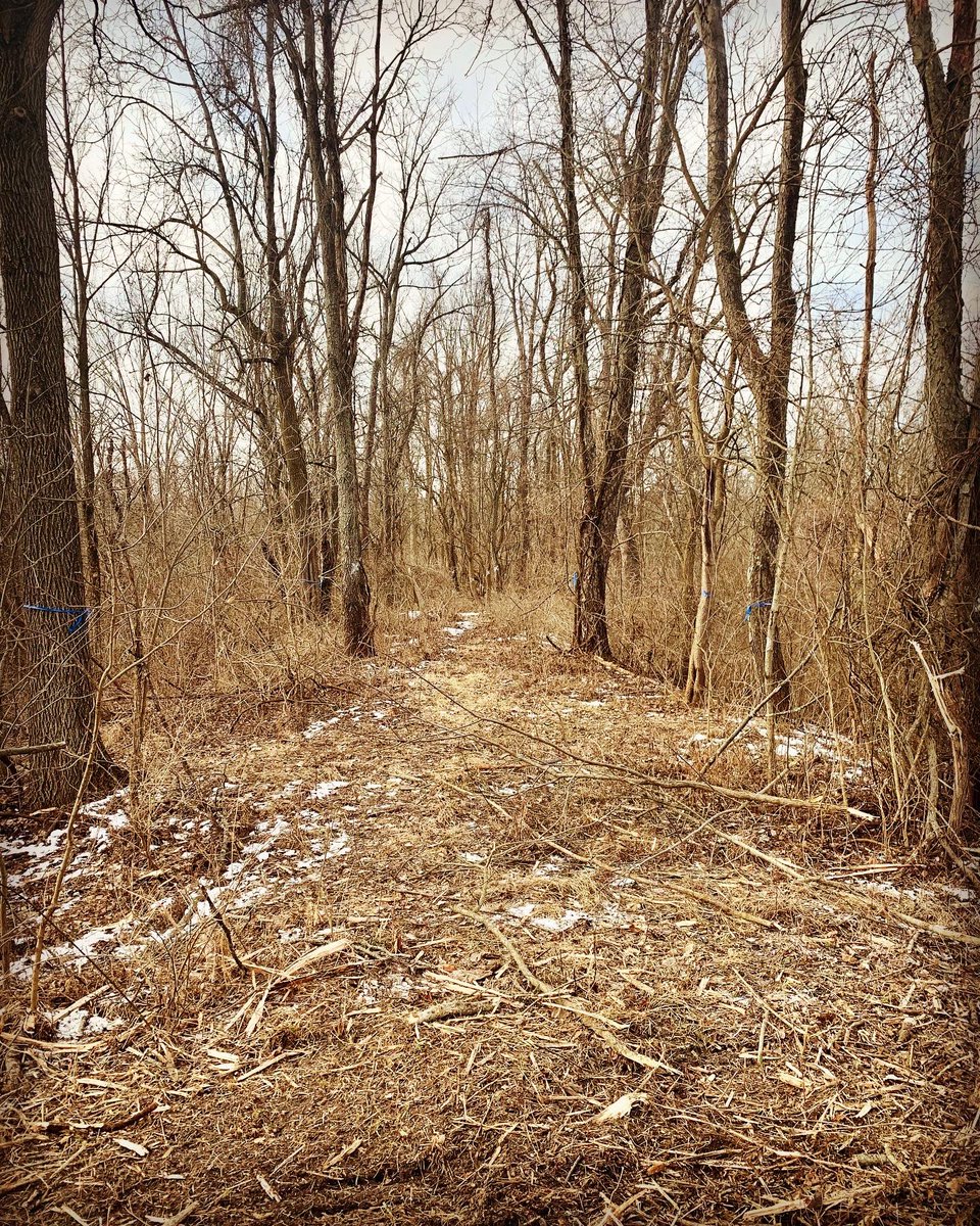 CraigRoth16's tweet photo. Before &amp; After cleaning up a old railroad bed for a customer https://t.co/KlF4j5j6LN