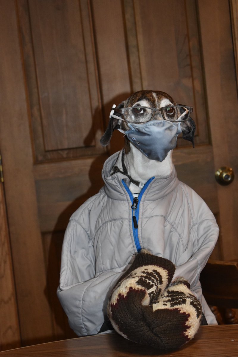 mbbAgentMario's tweet photo. Koa had to get into the #BernieMittens act.
#Koa #tolerantdog #whippetmix #dog  #BernieSanders #mittens https://t.co/ckEEVEbluU