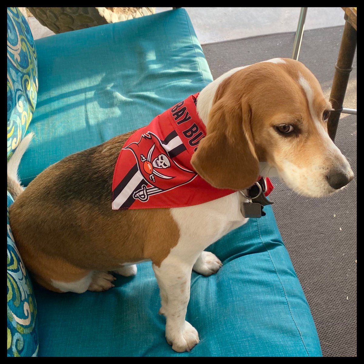 BodhiBeagle's tweet photo. #Buccaneers #Tampabay #GoBucs #Ilookgood #imsmilingontheinside #Ireallylikemyscarf https://t.co/N31rJgF8aR