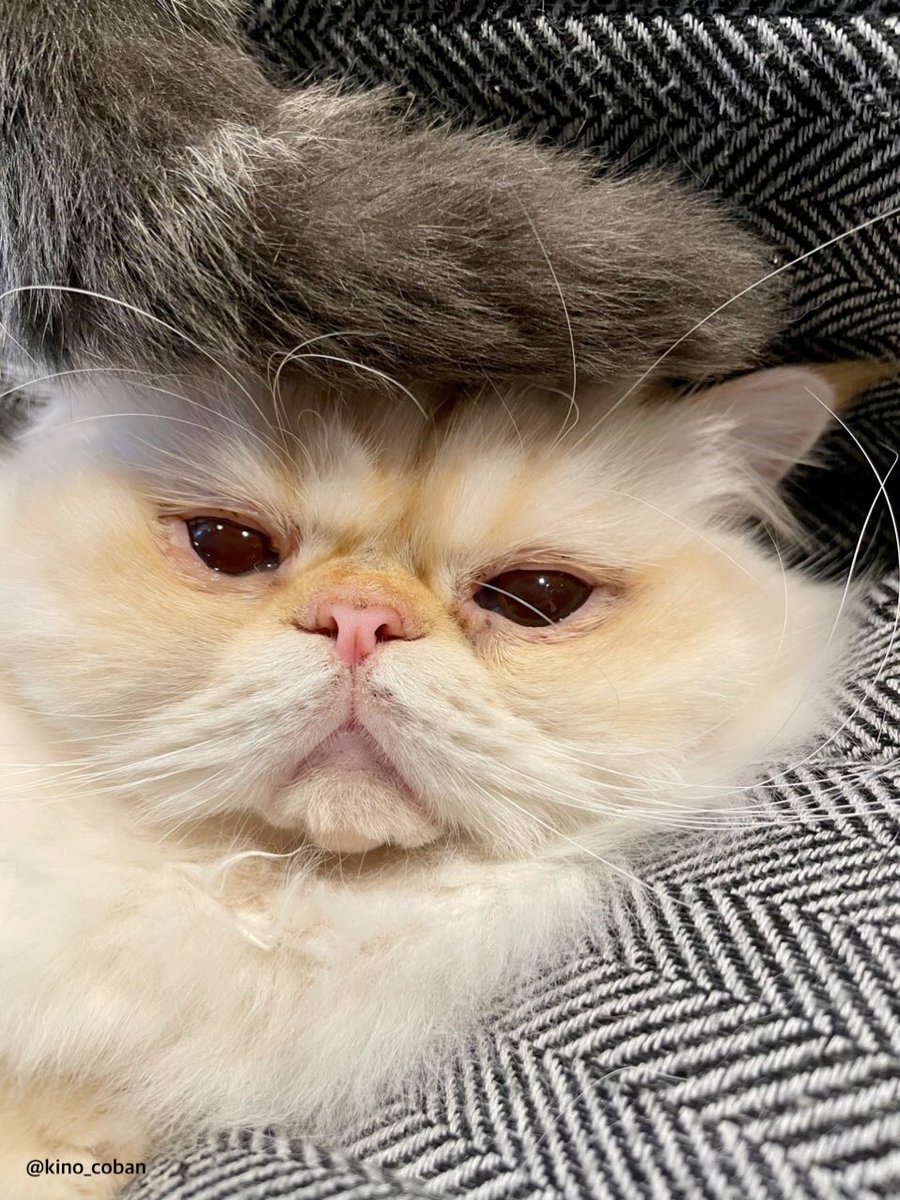 きの 最新のヘアスタイル