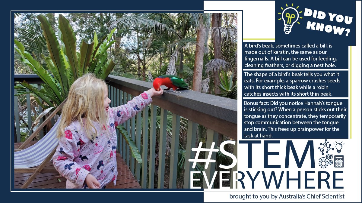 ScienceChiefAu's tweet photo. This seems like the most appropriate platform to tweet about birds…see what we did there? Today’s #STEMEverywhere is all about our feathered friends! #birds #puns #biology #sorrynotsorry. Find out more about the campaign: https://t.co/20ao5TJaU2 https://t.co/Mc0oRzq7ob