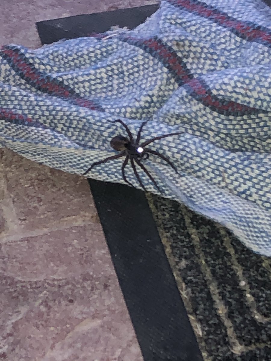 El_bedolla93's tweet photo. @Arachno_Cosas encontré esto una vez más en mi puerta porfavor dime si es de #IM https://t.co/5v0Bi0XC86