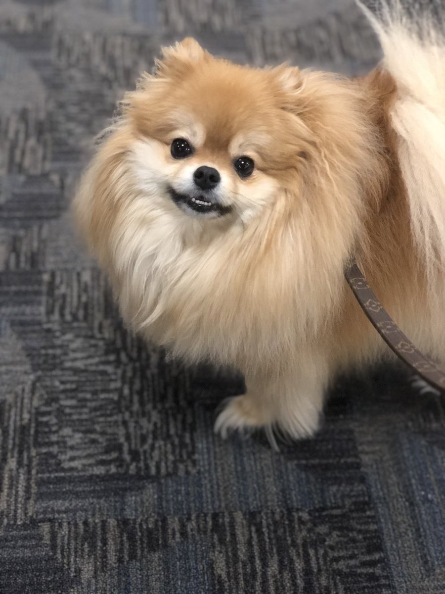 rupalworld's tweet image. Wow, thank you @Delta crew on today’s flight 2021 MIA-ATL for the sweetest gift for my little Ginger! She’s already enjoying her snacks and first pair of wings!! 🤗☺️🐶 #delta #pomeranian #dogsofinstagram #travel #thoughtful #kind
