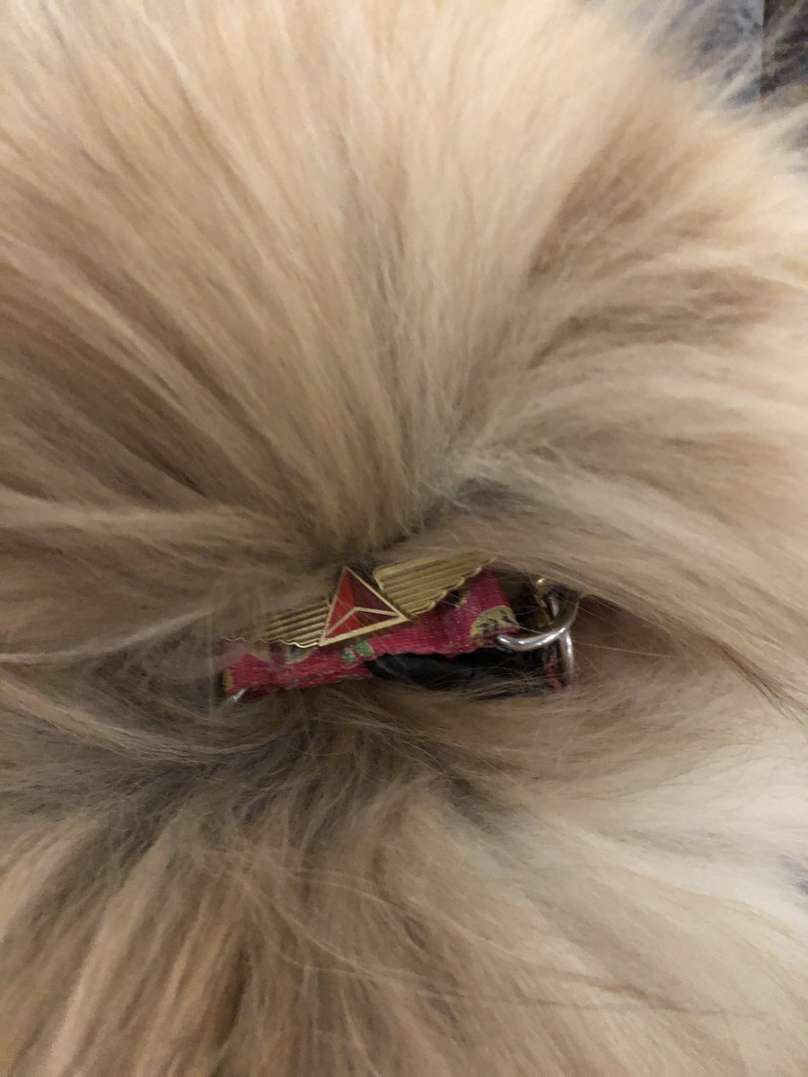 rupalworld's tweet image. Wow, thank you @Delta crew on today’s flight 2021 MIA-ATL for the sweetest gift for my little Ginger! She’s already enjoying her snacks and first pair of wings!! 🤗☺️🐶 #delta #pomeranian #dogsofinstagram #travel #thoughtful #kind