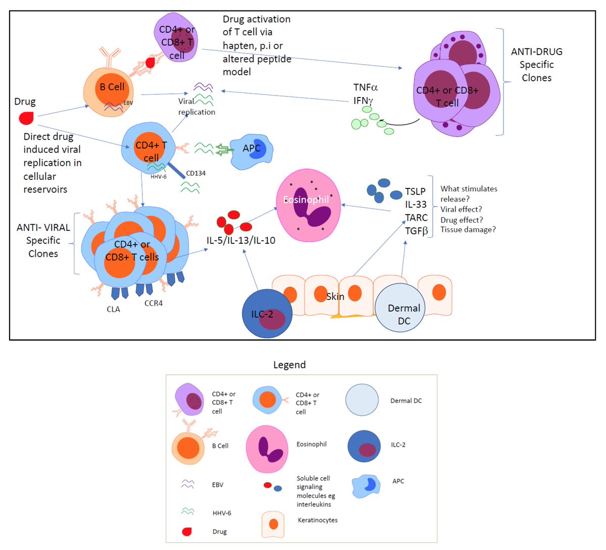 GrasLab's tweet photo. A New review in our special issue on #Tcells https://t.co/9hdqKvvaJw by Luckshman Ganeshanandan and Michaela Lucas from @UWAresearch @NMHS_WA #PathWest on the Complex Interplay between Drug, T Cells, and Herpesviridae @IJMS_MDPI https://t.co/uJDgx0vUEe