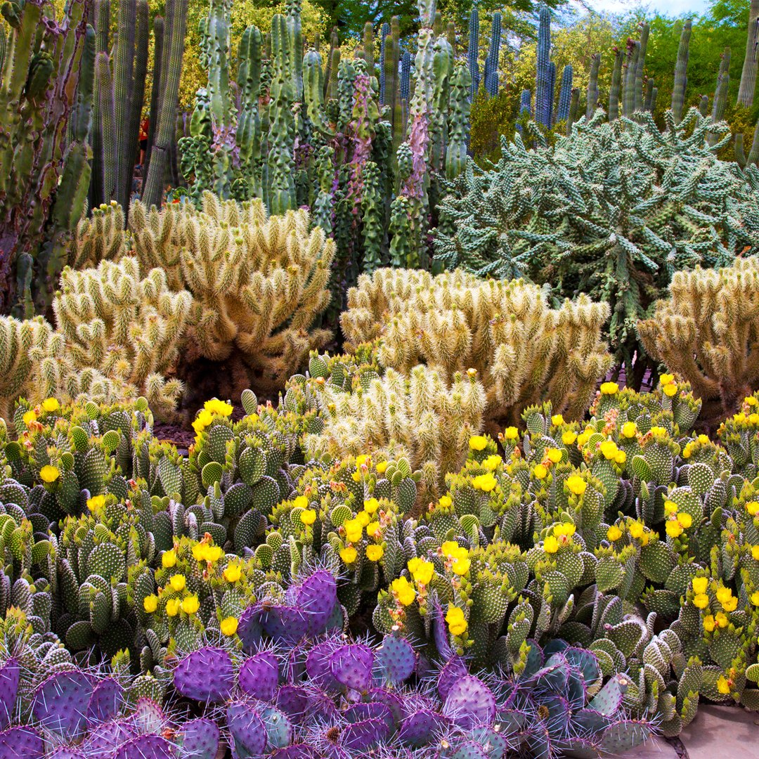 dbgphx's tweet photo. Dreaming about spring 🌸 https://t.co/kStId3VQ4s