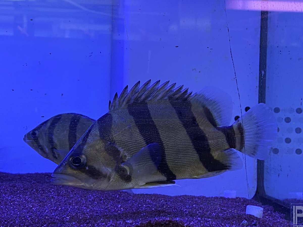 リミックスみなと熱帯魚 Auf Twitter オススメ生体 フォーバータイガー 13cm キクラ オセラリス 25cm キクラ メラニアエ cm poセネガルス トゥルカナ 30cm Upペア などなど他にも沢山オススメ生体御座います 大型魚 古代魚 ポリプテルス リミックスみなと熱帯魚 Auf Twitter オススメ生体 フォーバータイガー 13cm キクラ オセラリス 25cm キクラ メラニアエ cm poセネガルス トゥルカナ 30cm Upペア などなど他にも沢山オススメ生体御座います 大型魚 古代魚 ポリプテルス
