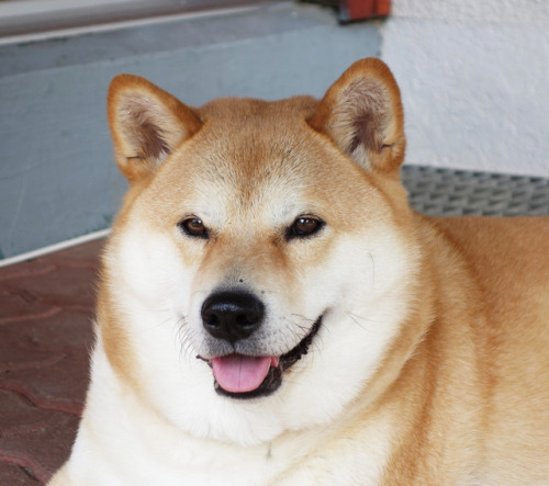 ShibaUs's tweet photo. This is a good boy https://t.co/COKfsMufqc