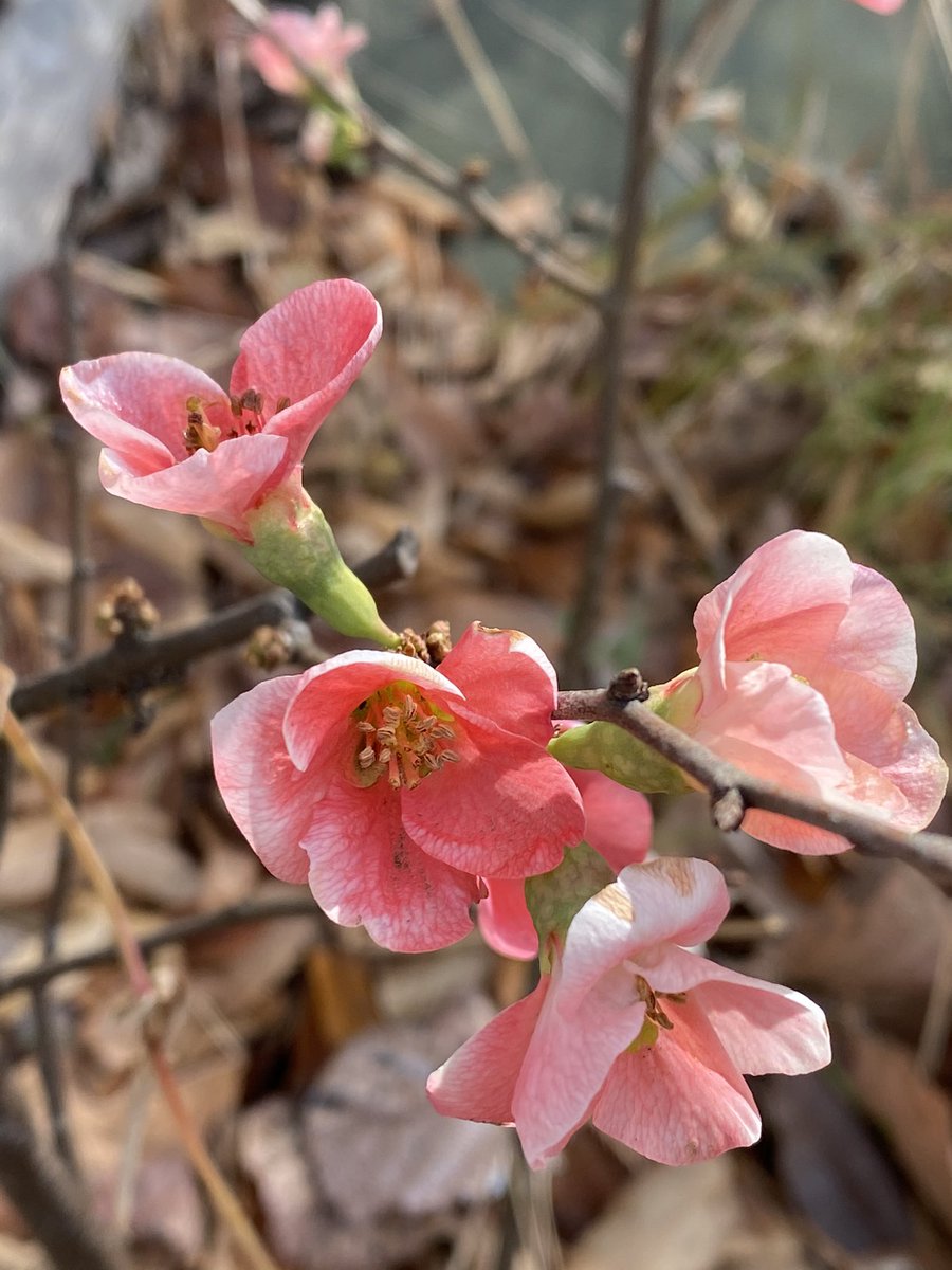 アツ 最幸人生 規制中で スミマセン おはようございます ボケの花 公園にひっそりと咲いてました 木瓜 もっこう もっけ もけ ボケ 花言葉も由来は 織田信長の家紋は 五つ木瓜 花言葉は 先駆者 そして 平凡 極端ですね