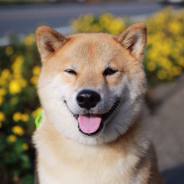 ShibaUs's tweet photo. Happy https://t.co/ISOimKI3w8