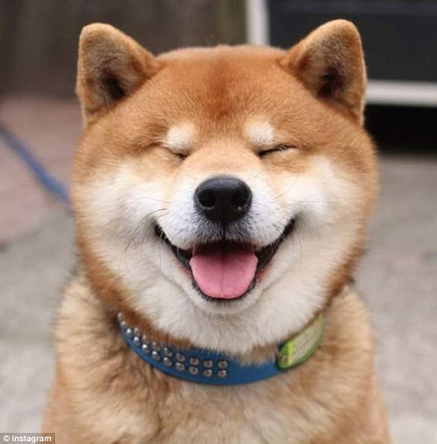 ShibaUs's tweet photo. Happy Shibe https://t.co/6n4zNkMRpp