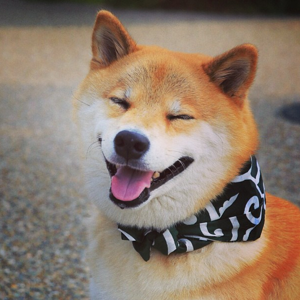 ShibaUs's tweet photo. Good boy https://t.co/TyR0VPd5u6