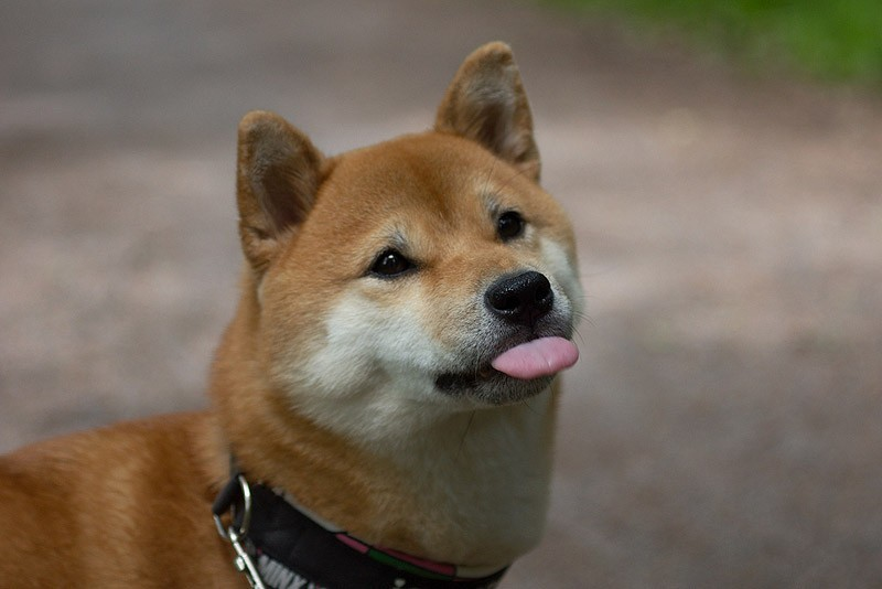 ShibaUs's tweet photo. He stick out his tongue. Good. https://t.co/EixuFlOcwX