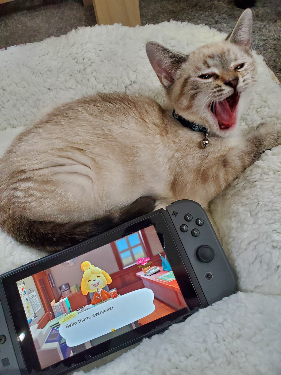 Mochi is tired, wake her up by watching us on Twitch!

twitch.tv/thecranecouple