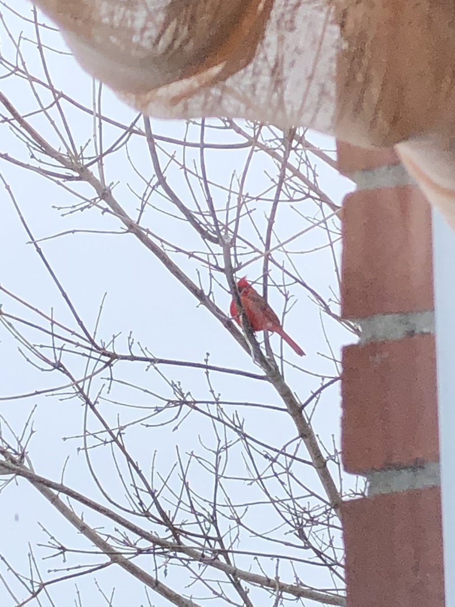 MsChilderhose's tweet photo. During remote learning on Friday, this beautiful friend came by to say hello! ❤️ https://t.co/pq93sBmSwy