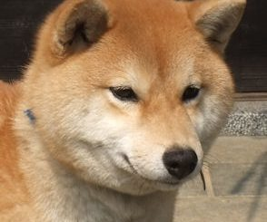 ShibaUs's tweet photo. @overdosingsugar i sorry https://t.co/mo7Wi5Mx0P